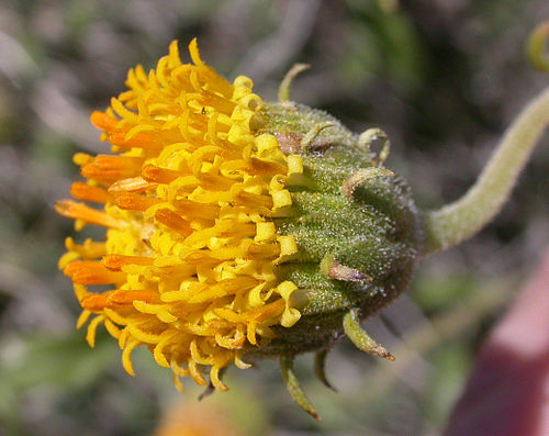 Encelia frutescens